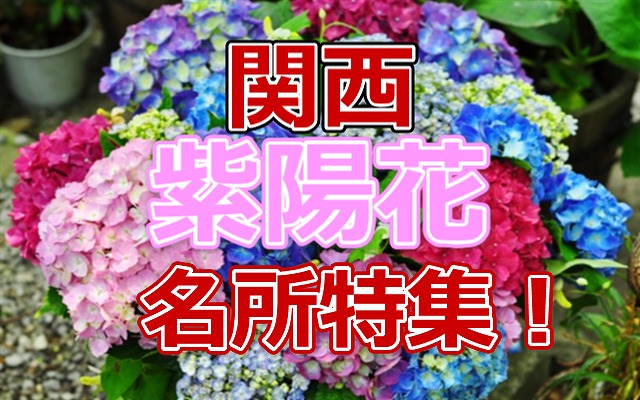 関西の紫陽花の名所特集 あじさい見頃の時期や株数をチェック Growuplife