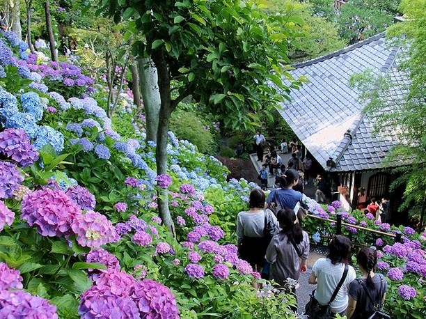 長谷寺(鎌倉)の紫陽花