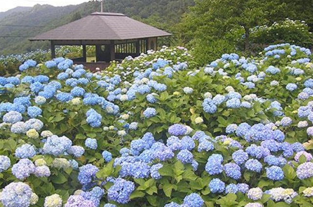 舞鶴自然文化園,紫陽花
