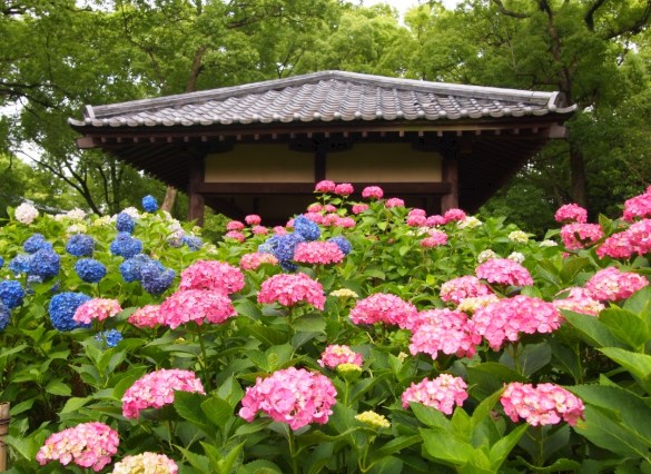 藤森神社,紫陽花